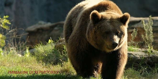 orso-bruno-660x330
