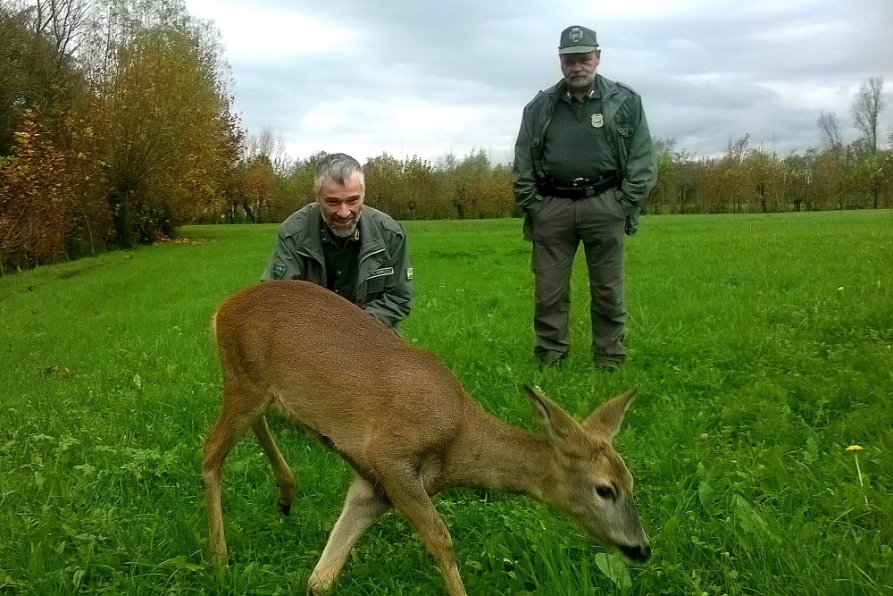 capriolo e agenti provinciali tviweb