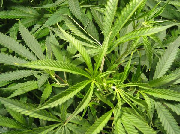 pianta marijuana tviweb