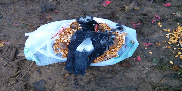 satanisti tviweb finti