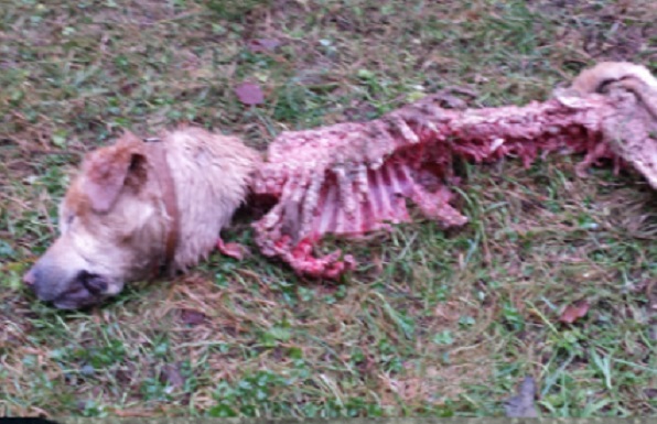 labrador ucciso lupi