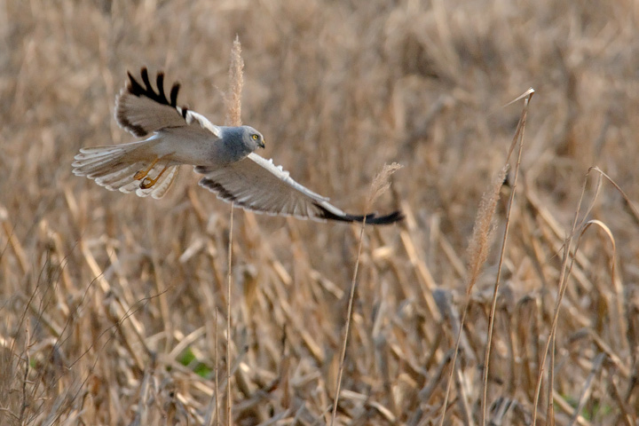 Albanella-reale-maschio