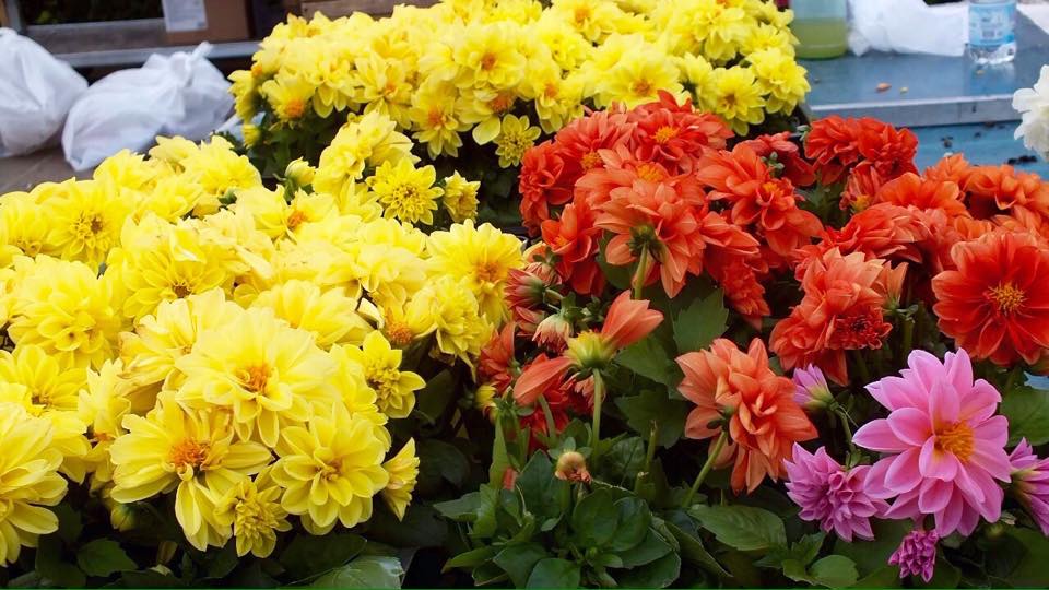 11216012_357678517765743_962152149_n