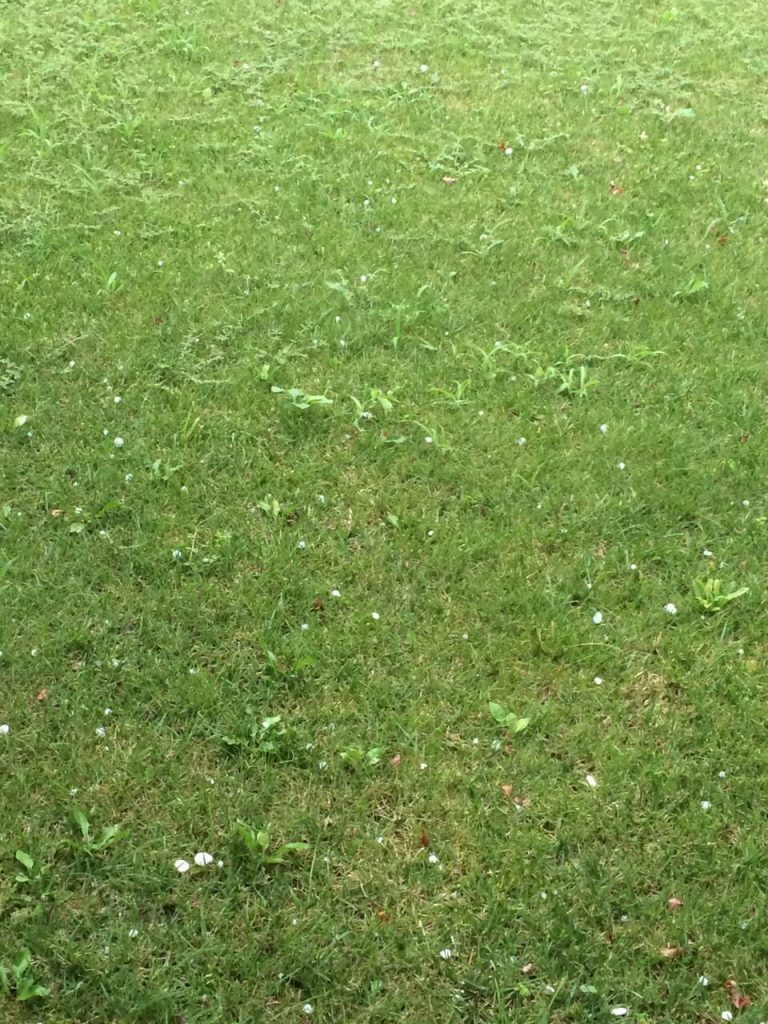 11783779_10153056032936395_1722880071_o