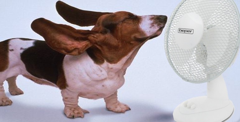 cane ventilatore