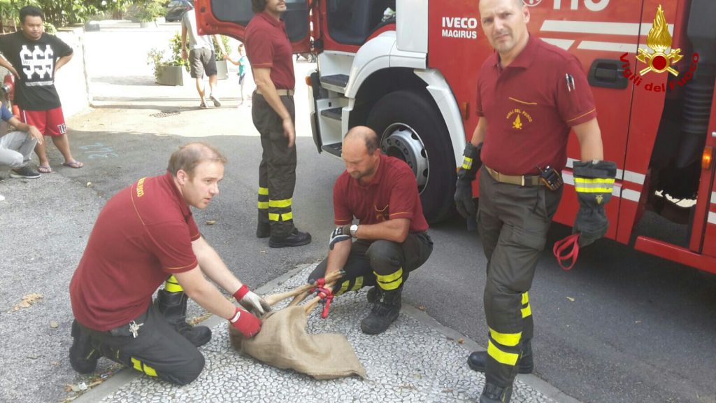 Salvataggio Bambi3
