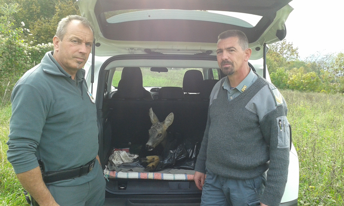 Polizia Provinciale, capriolo debilitato