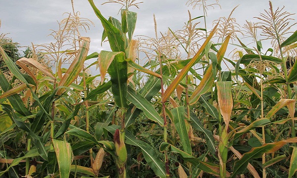 _camper_tour Pharmavegana