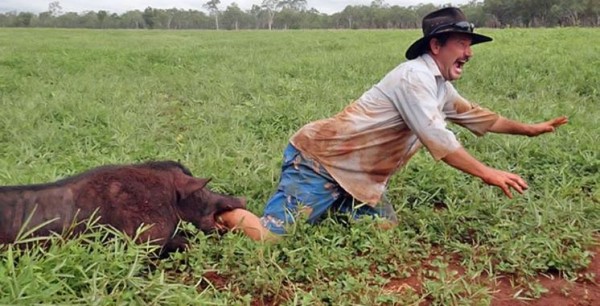 cinghiale_attacca_uomo