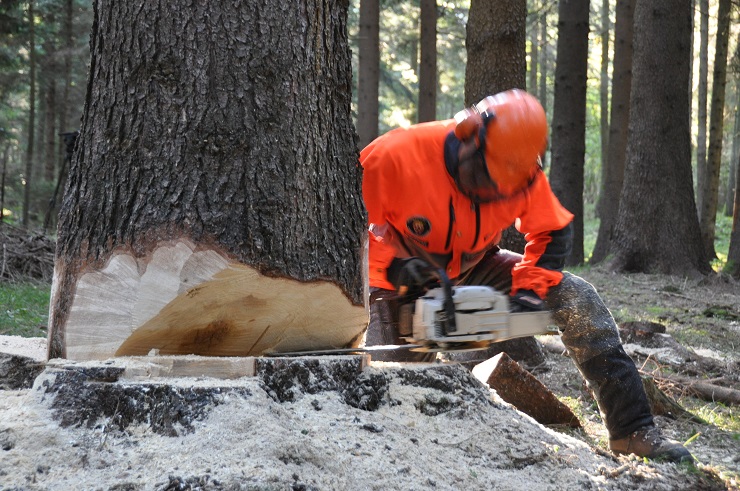 taglio alberi