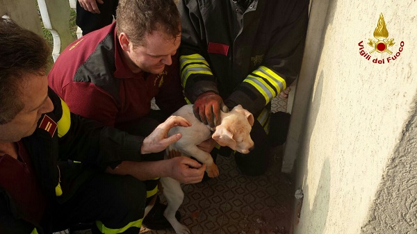 IMG-20160129-WA0016_wm(1)