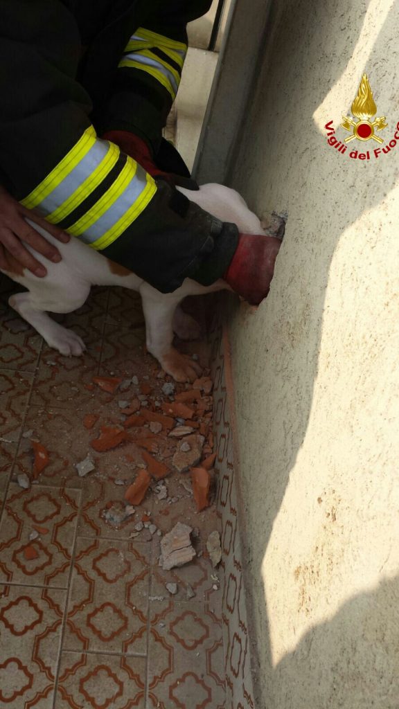 IMG-20160129-WA0017_wm