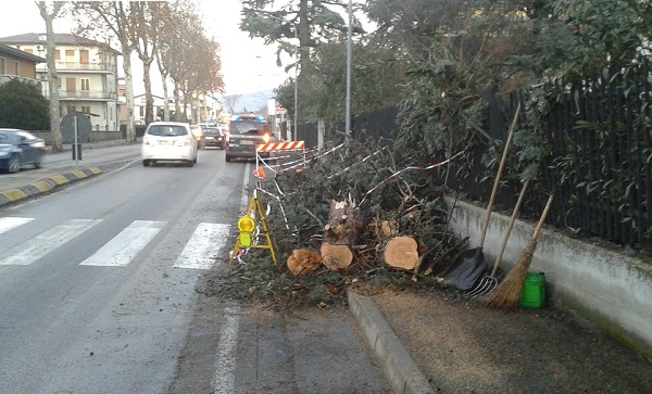 albero caduto montecchio maggiore