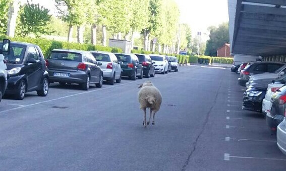 IMG-20160426-WA0016_wm