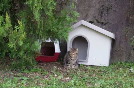 brendola gatta cimitero