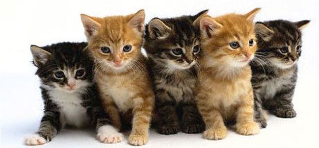 ROSA’ – Strage di gatti: è allarme