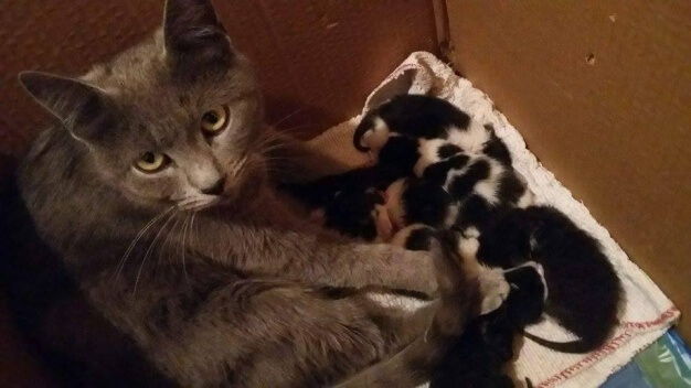La mamma adottiva dei tre gattini