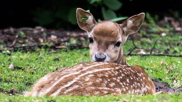 ROMANO – Uccide a calci un Bambi ferito, denunciato 17enne