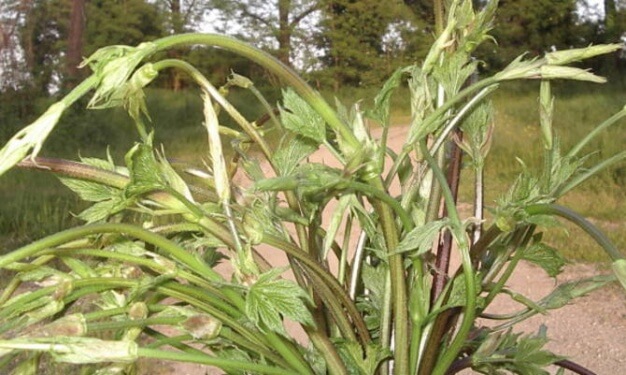 ARCUGNANO –  Esce per raccogliere i bruscandoli, anziano stroncato da un malore