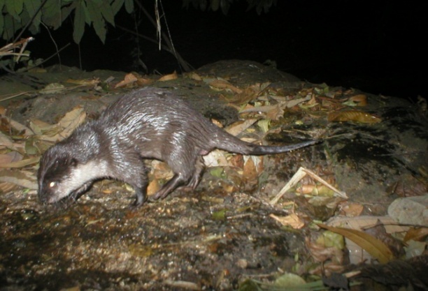 VENETO – E’ guerra alle nutrie, gli agricoltori esultano