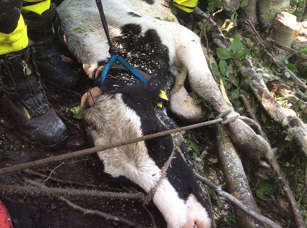 WhatsApp-Image-220160615