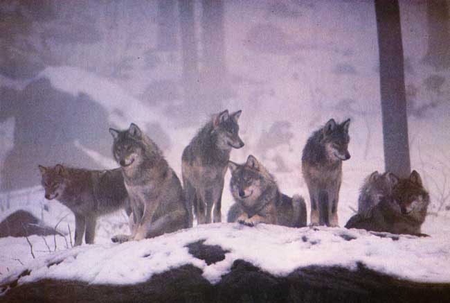 CISMON – Tornano i lupi, necessario maggior monitoraggio