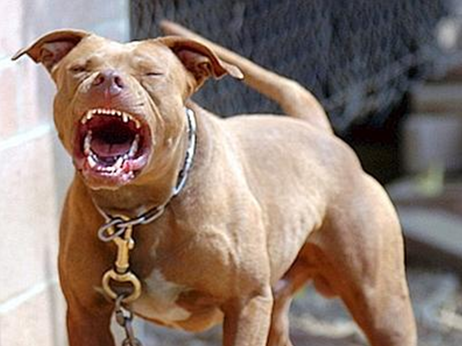 MARANO – Pitbull sbrana a morte chihuahua sulle scale di casa