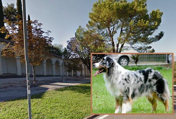 vicenza australian shephers