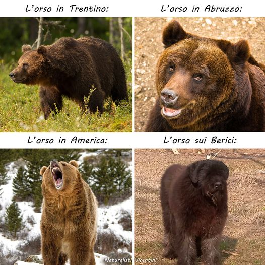 Il cagnolone scambiato per “l’orso dei Berici” diventa un meme virale