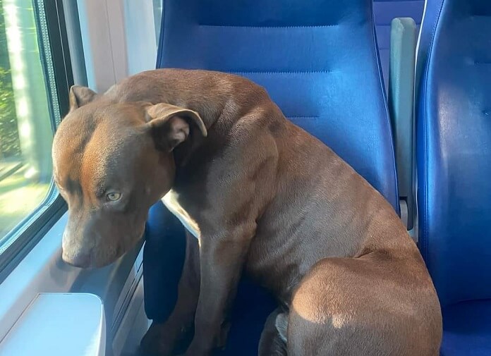 VENETO - Pitbull sale da solo sul treno e arriva a Venezia | TViWeb